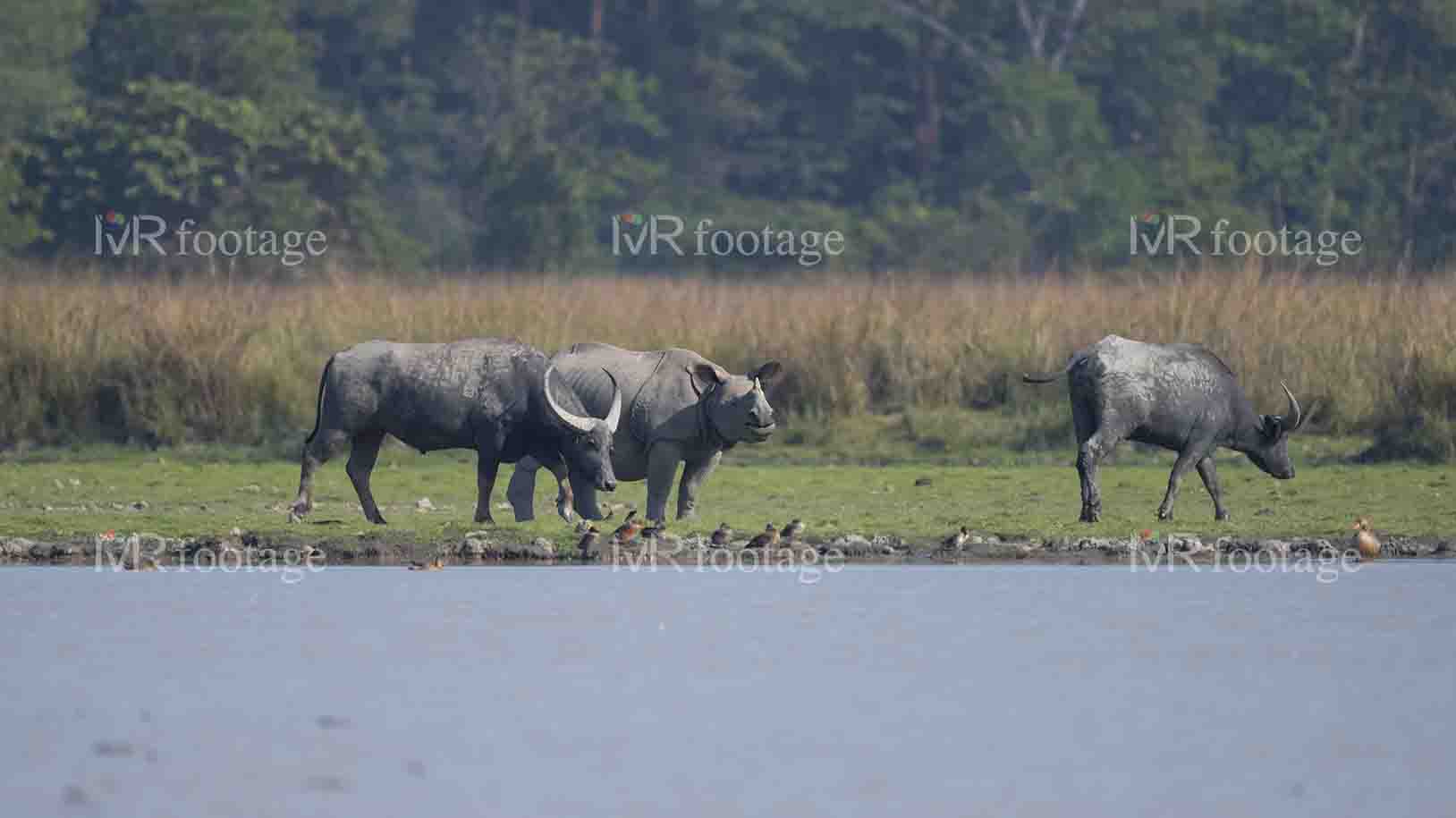 Two buffaloes and a rhino standing by the lake - WM