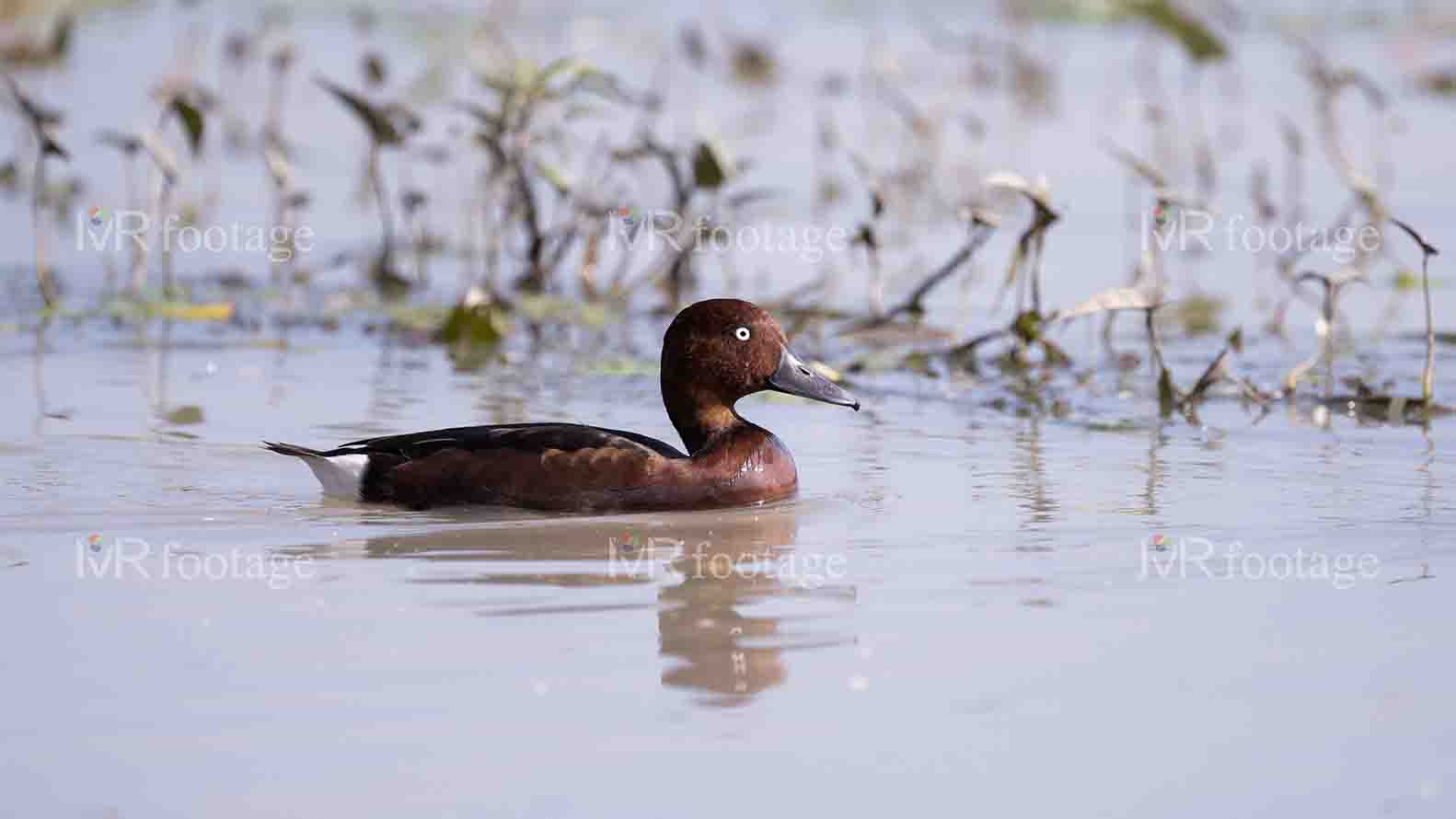 A duck swimming in the water - WM