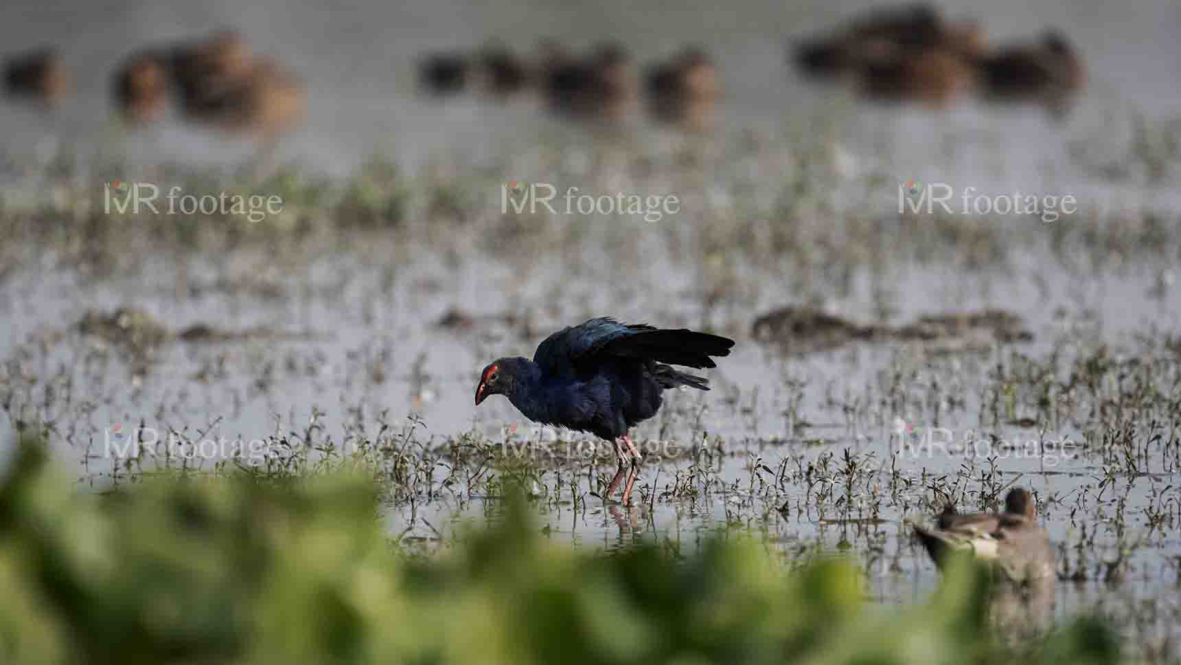 An Australasian swamphen searching for food by the lake - WM