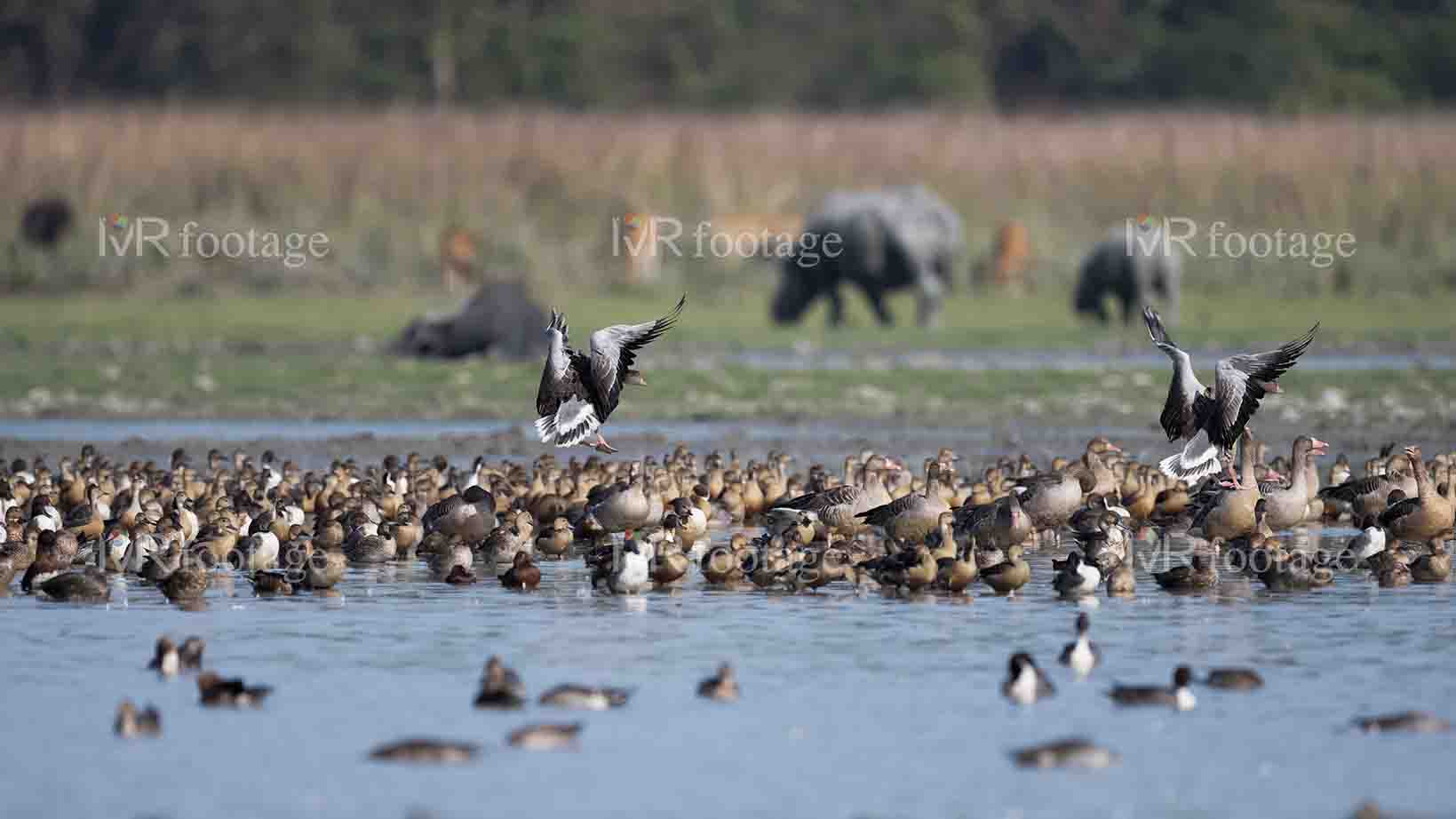 A flock of ducks standing by the lake 2 - WM