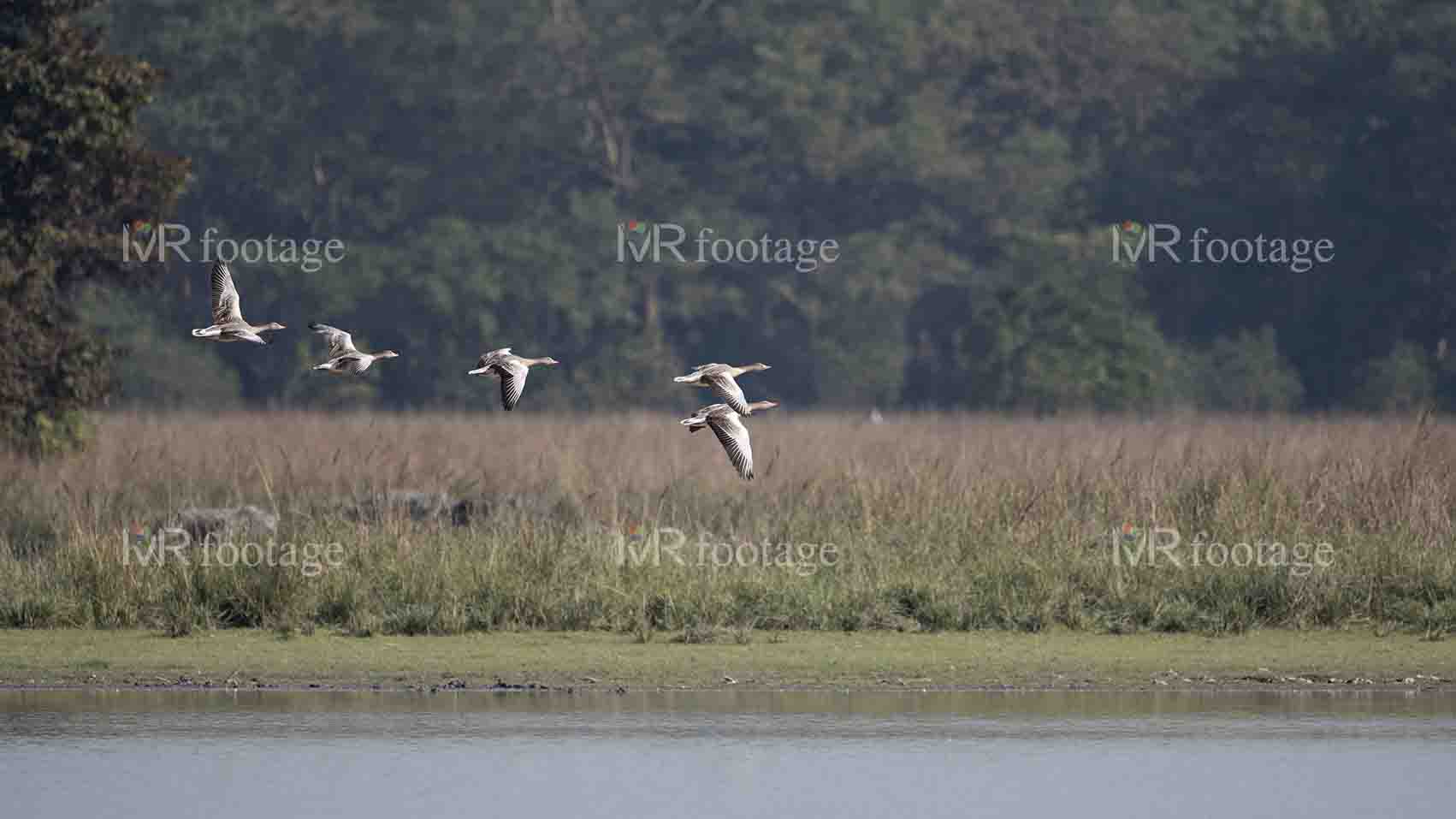 A flock of ducks flying by the lake - WM