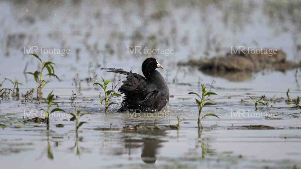 
									An Eurasian coot in a lake