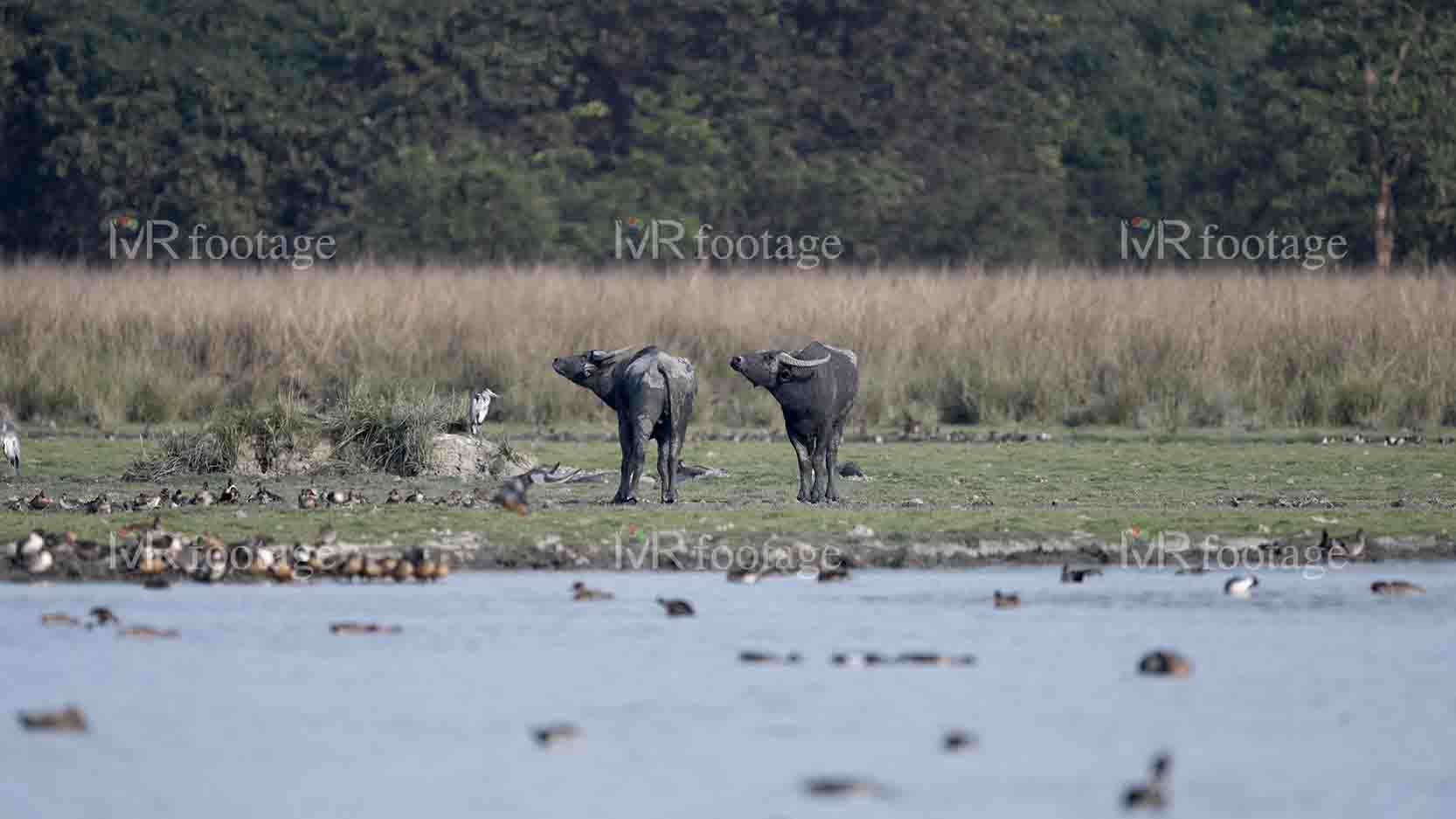 Two buffaloes standing by the lake -WM