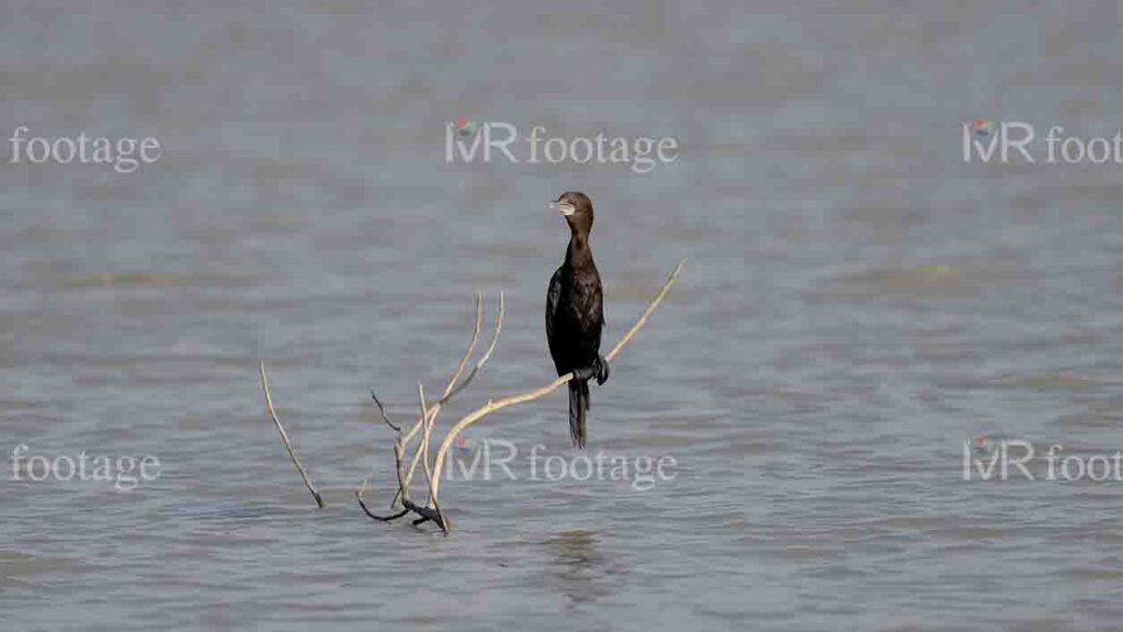 A great Cormorant sitting on a tree branch