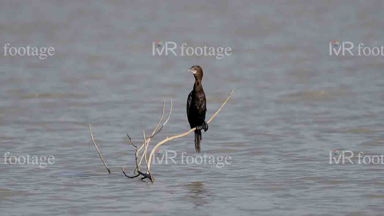 A great cormorant sitting on a tree branch - WM