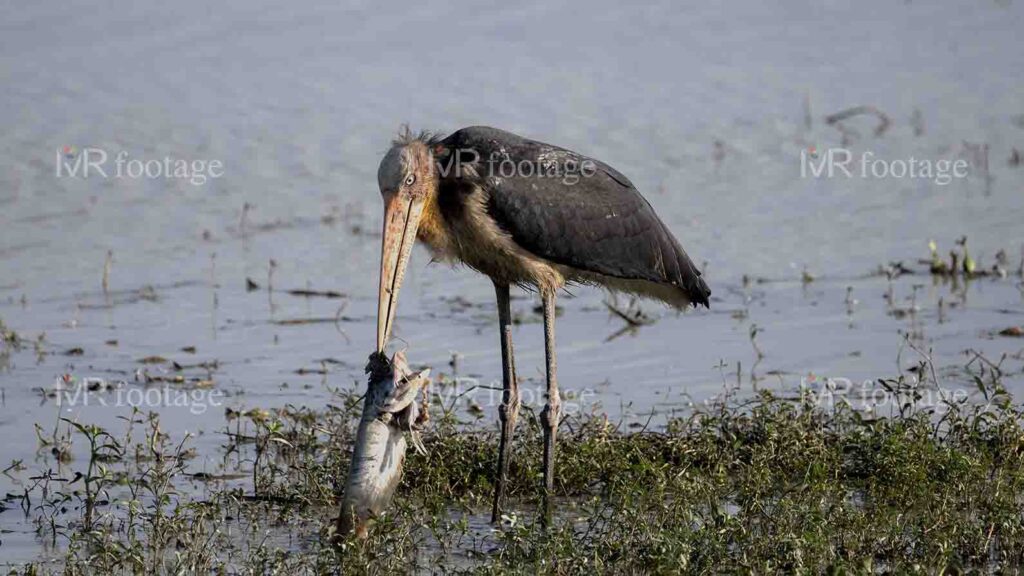 A Lesser adjutant standing on the bank of a lake eating fish