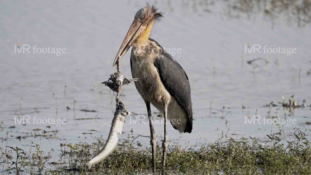 A Lesser adjutant standing on the bank of a lake eating fish – 2