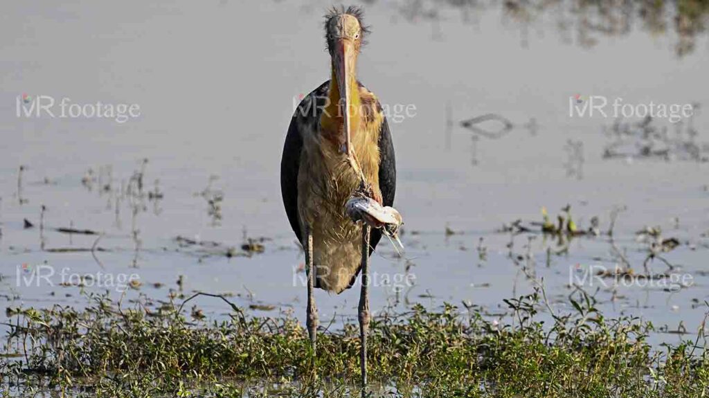 A Lesser adjutant standing on the bank of a lake eating fish – 3