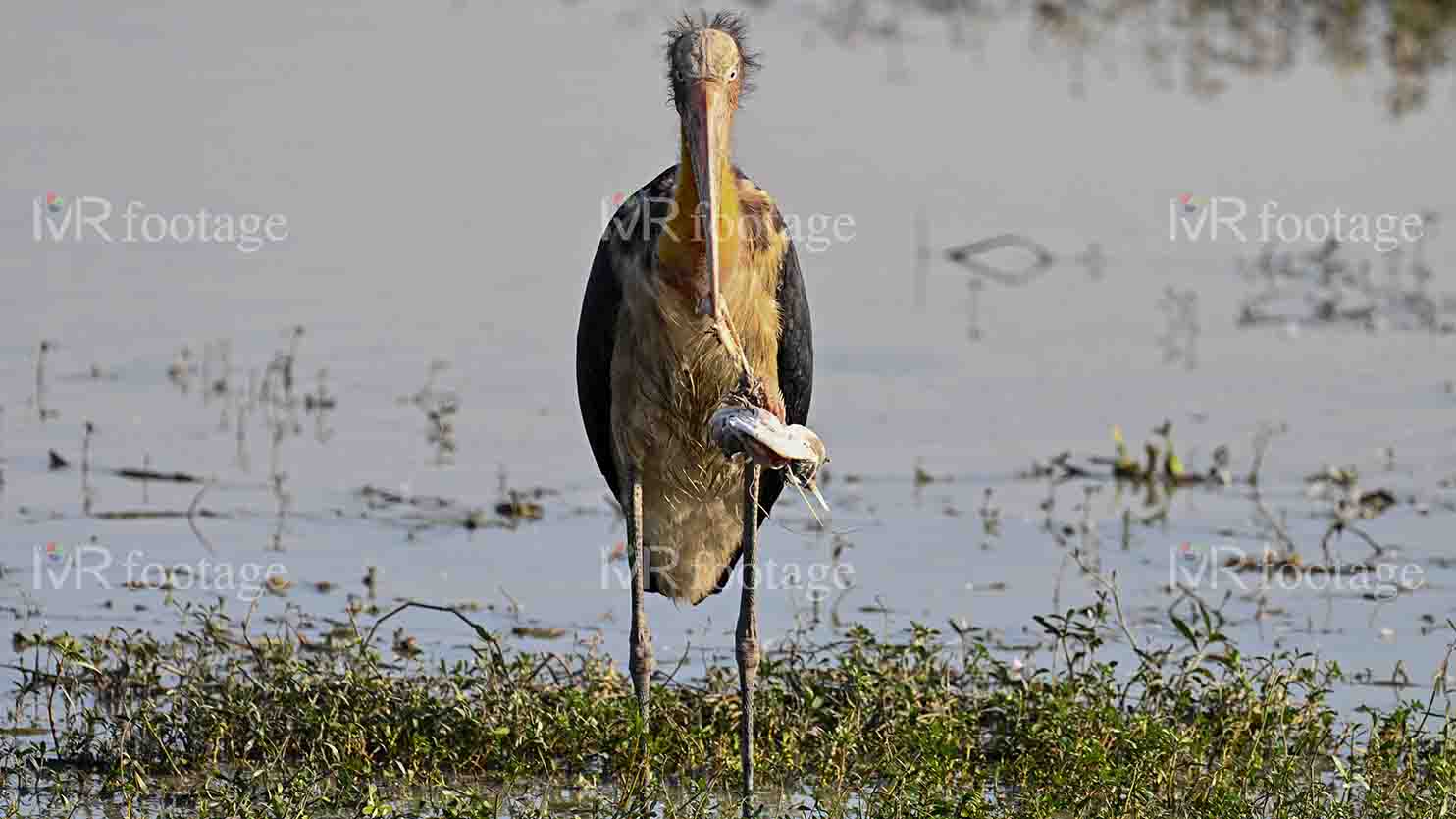 A Lesser adjutant standing on the bank of a lake eating fish - 3 - WM