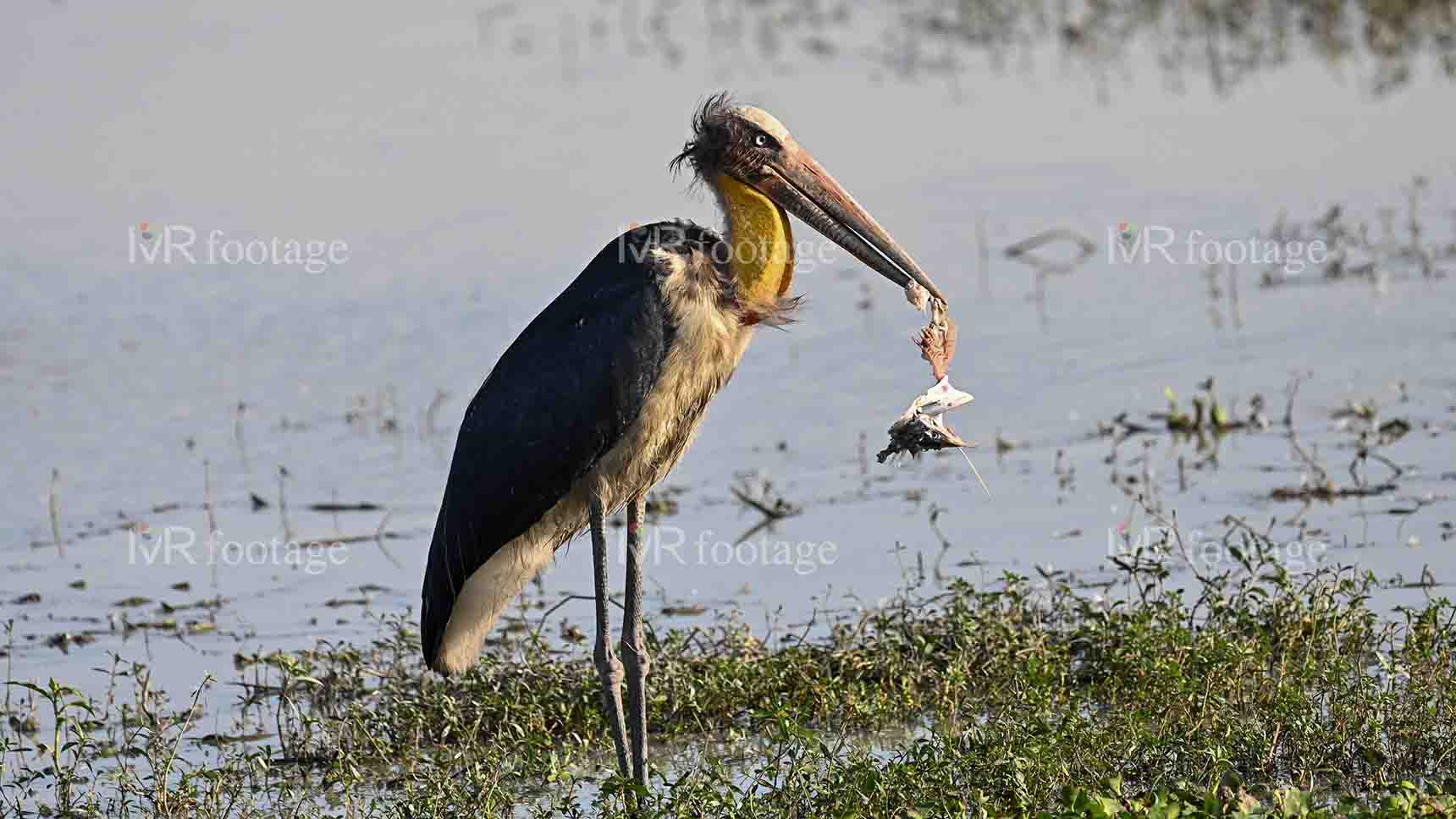 A Lesser adjutant standing on the bank of a lake eating fish - 4 - WM