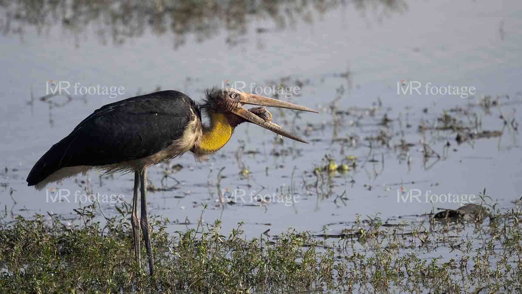 A Lesser adjutant standing on the bank of a lake eating fish - 5 - WM