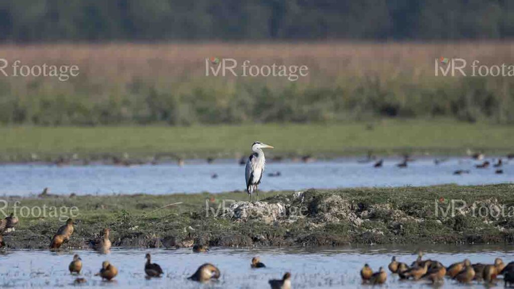 
									A Gray Heron standing on the lakeside