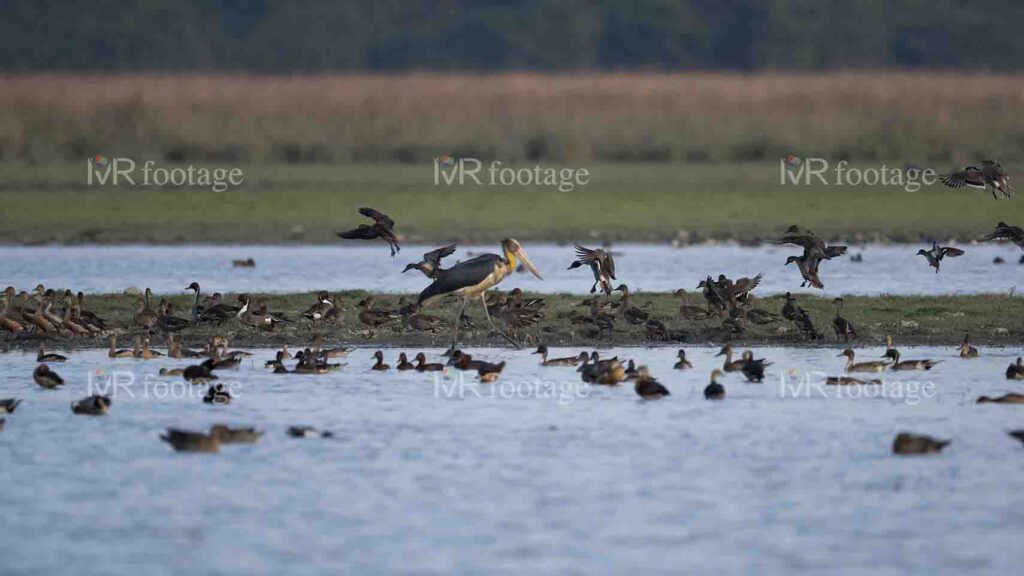A flock of birds gathered around a pond