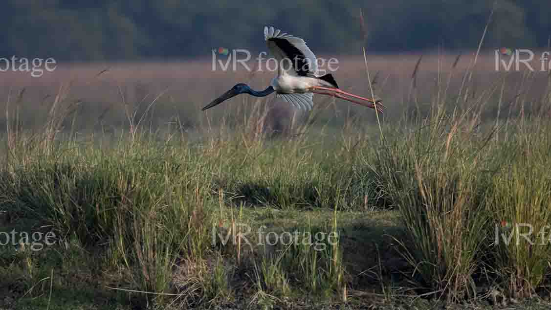 A Black – necked stork flying over a grass field - WM