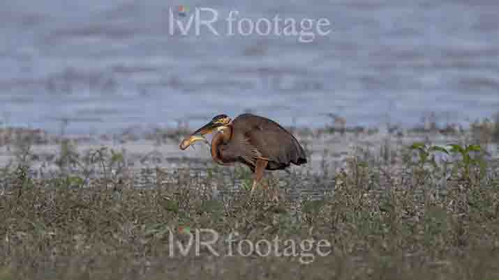 A purple heron with a fish in its mouth - WM