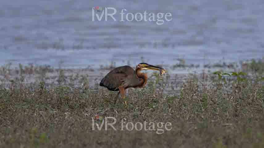 A purple heron with a fish in its mouth - WM