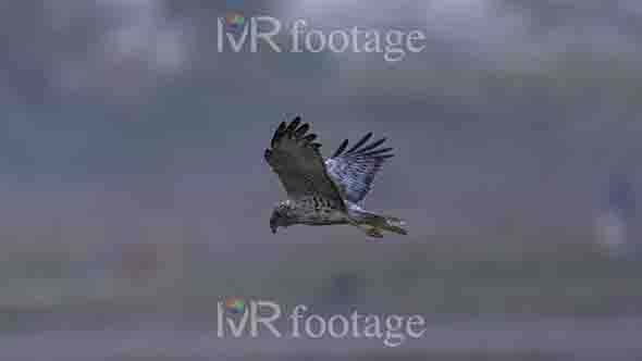 A reunion harrier flying with its wings spread - WM