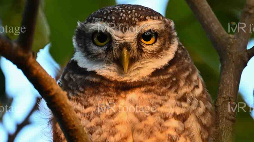 A close-up of an owl sitting on a branch