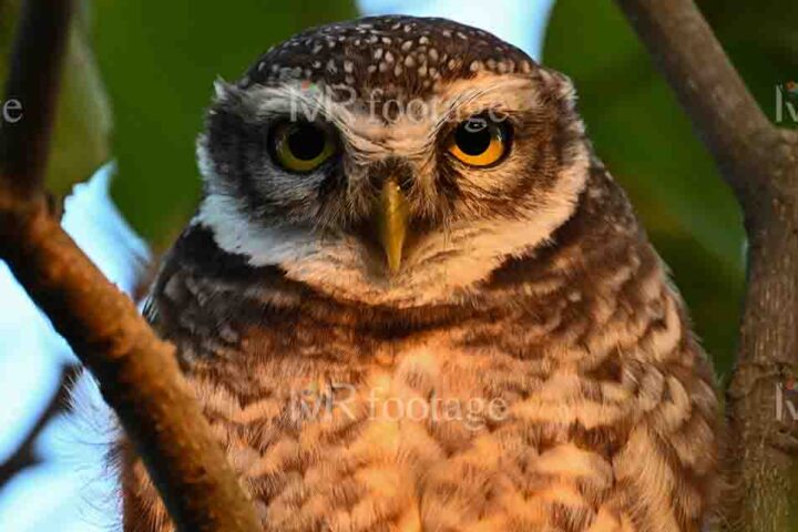 A close-up of an owl sitting on a branch - WM