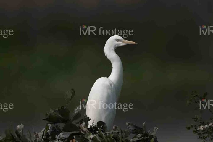 An Eastern great egret sitting on a branch - WM