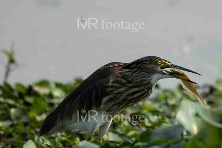 A Chinese pond heron standing in a bush with a fish in its mouth - WM