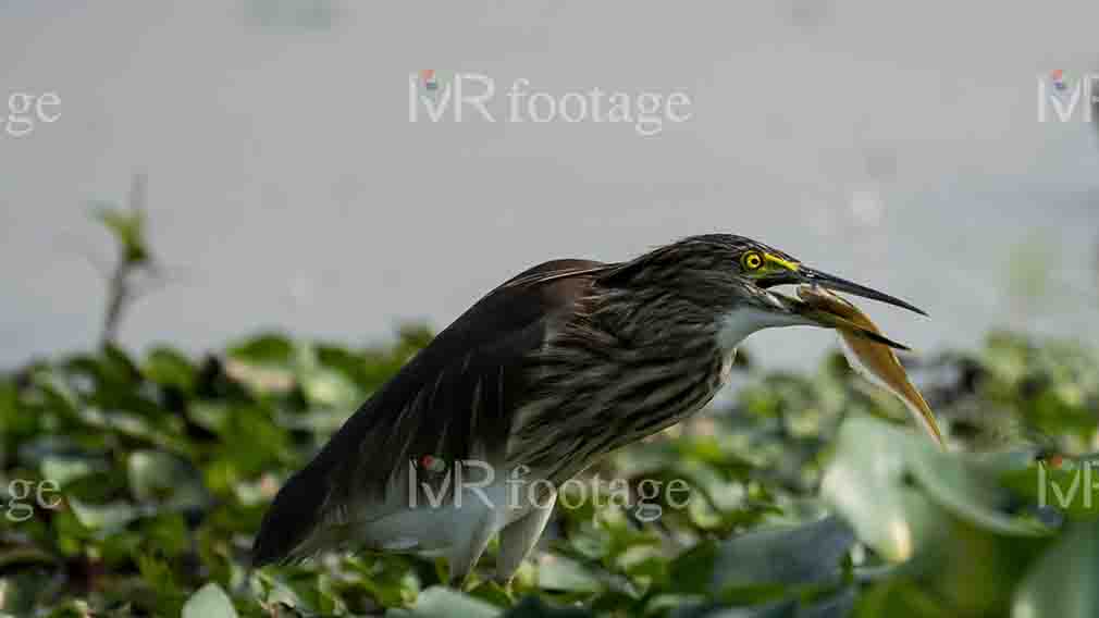 A Chinese pond heron standing in a bush with a fish in its mouth - WM