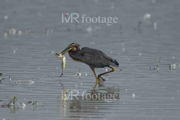 A purple heron fishing - WM