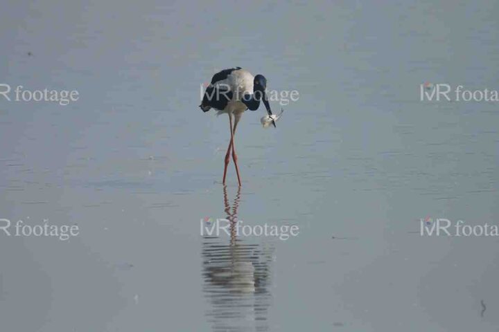 A Black - necked stork standing on water with a fish in its mouth - WM