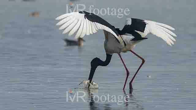 A Black - necked stork fishing in the water - WM