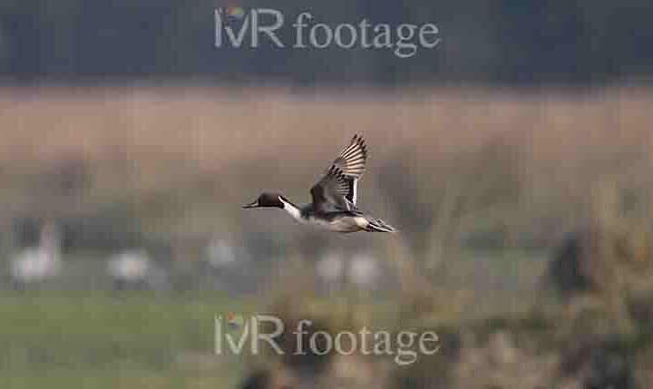 A duck flying over a field - WM