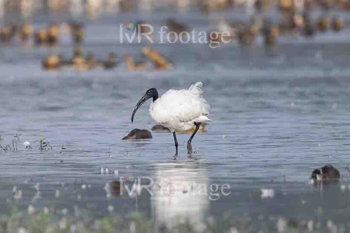 An Ibis on water - WM