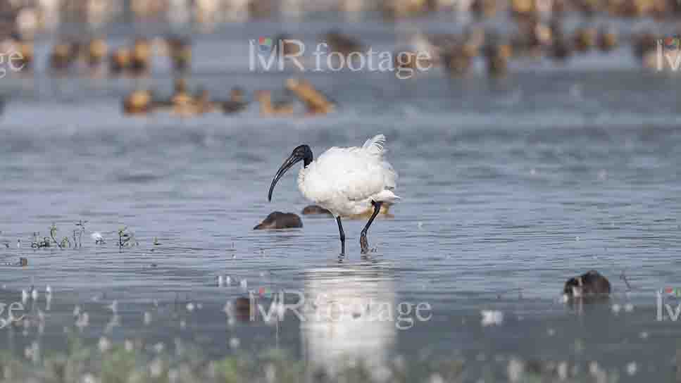 An Ibis on water - WM