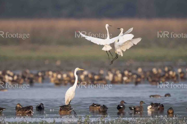 Egrets flying over a lake - WM