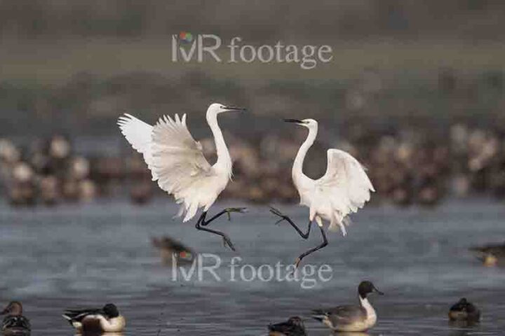 Two Egrets flying over a lake - WM