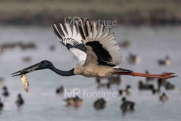 A Black – necked stork flying over the lake with a fish in its mouth - WM