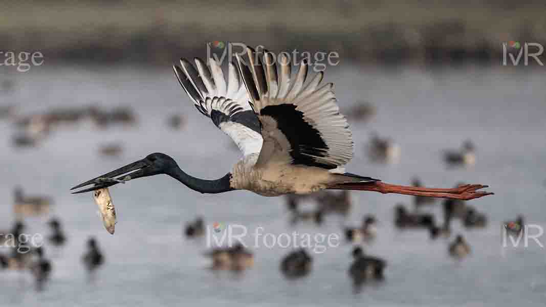 A Black – necked stork flying over the lake with a fish in its mouth - WM