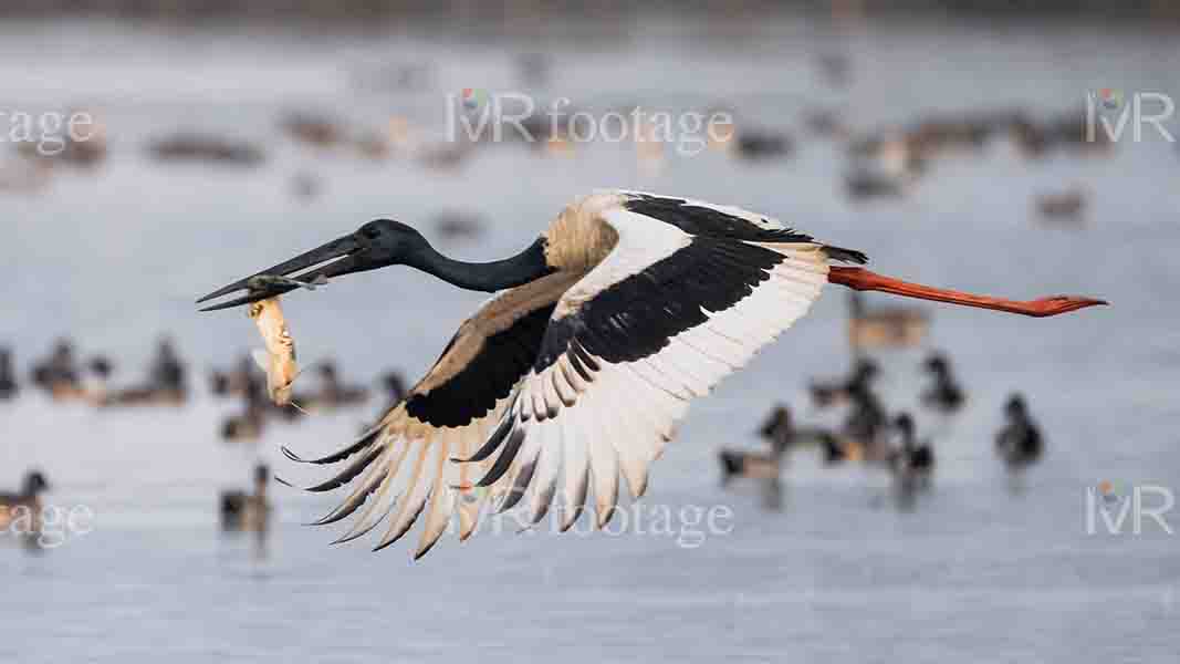 A Black – necked stork flying over the lake with a fish in its mouth 2 - WM