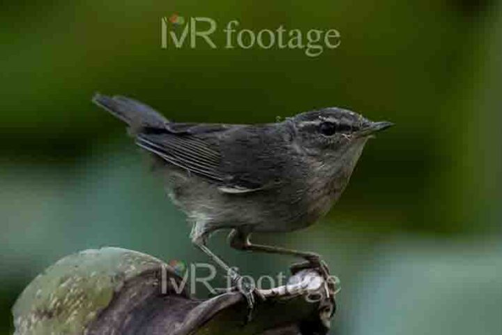 A Dusky warbler sitting on a branch - WM