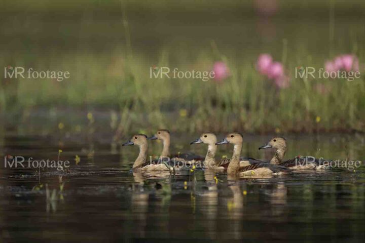 Five Ducks swimming in a lake - WM