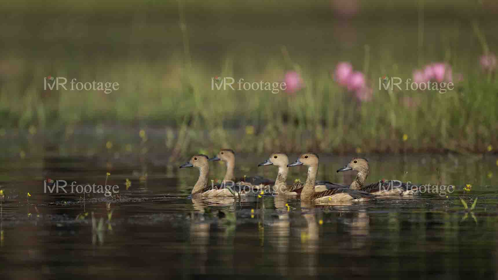 Five Ducks swimming in a lake - WM