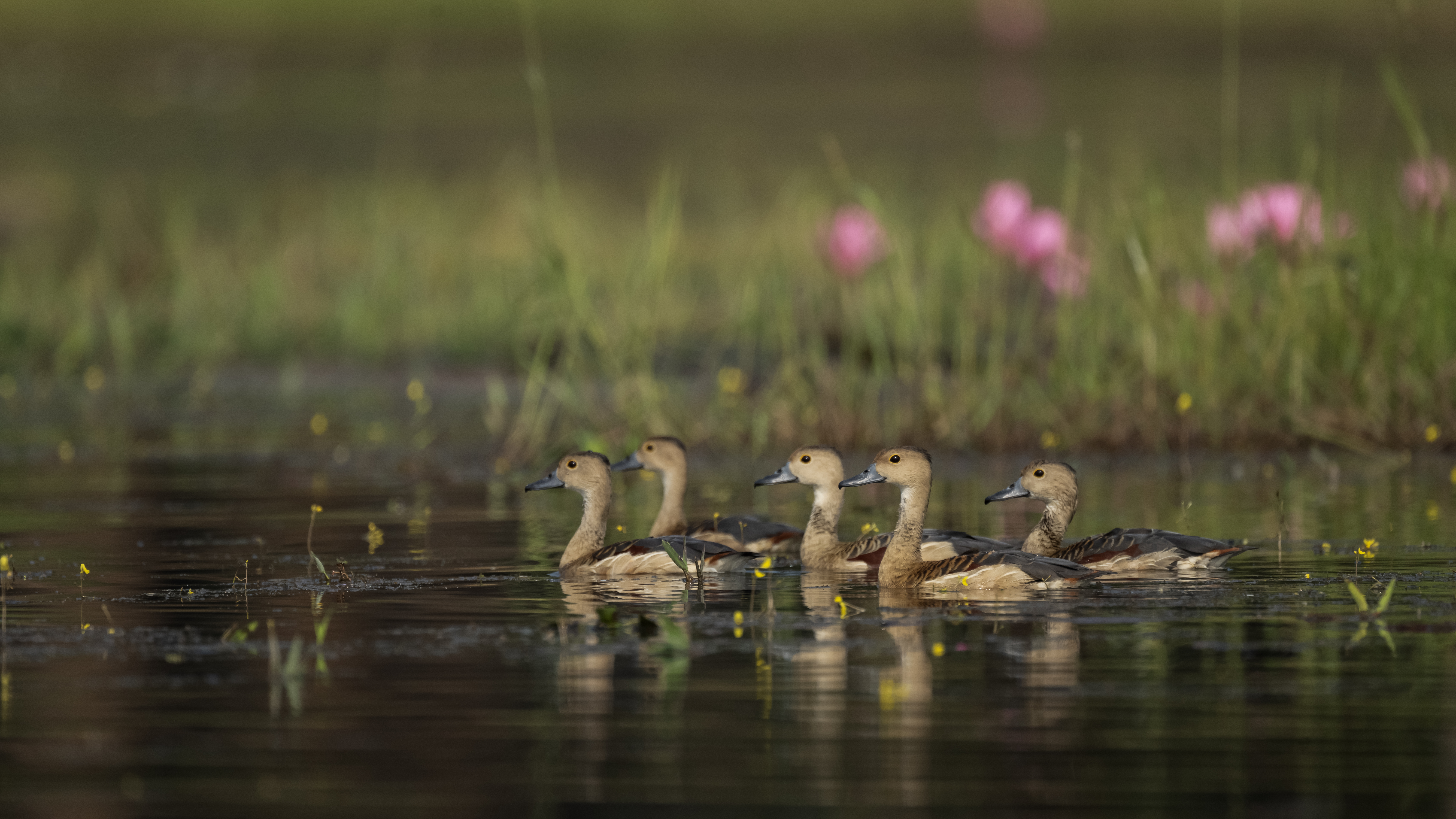 Five Ducks swimming in a lake