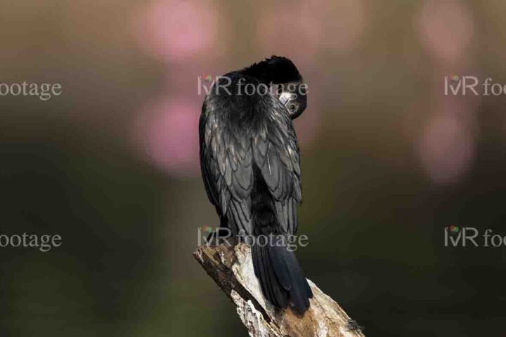 A Black shag sitting on a branch - WM