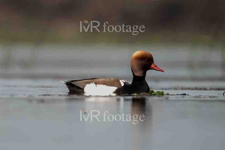 A Red – crested pochard in the lake - WM