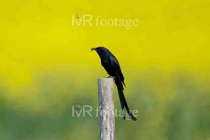 A Black Drongo sitting on a branch - WM