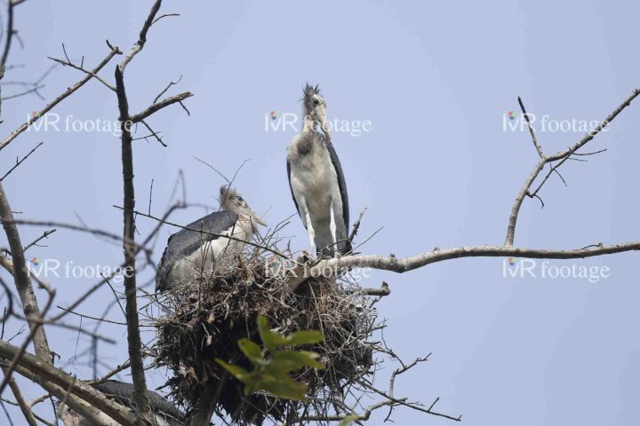 Two mature vulture spotted at their nest on a bald brunch of a tree - WM