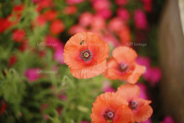 The aesthetic red corn rose flower blooming in a garden and a bee is about to land on the it - WM