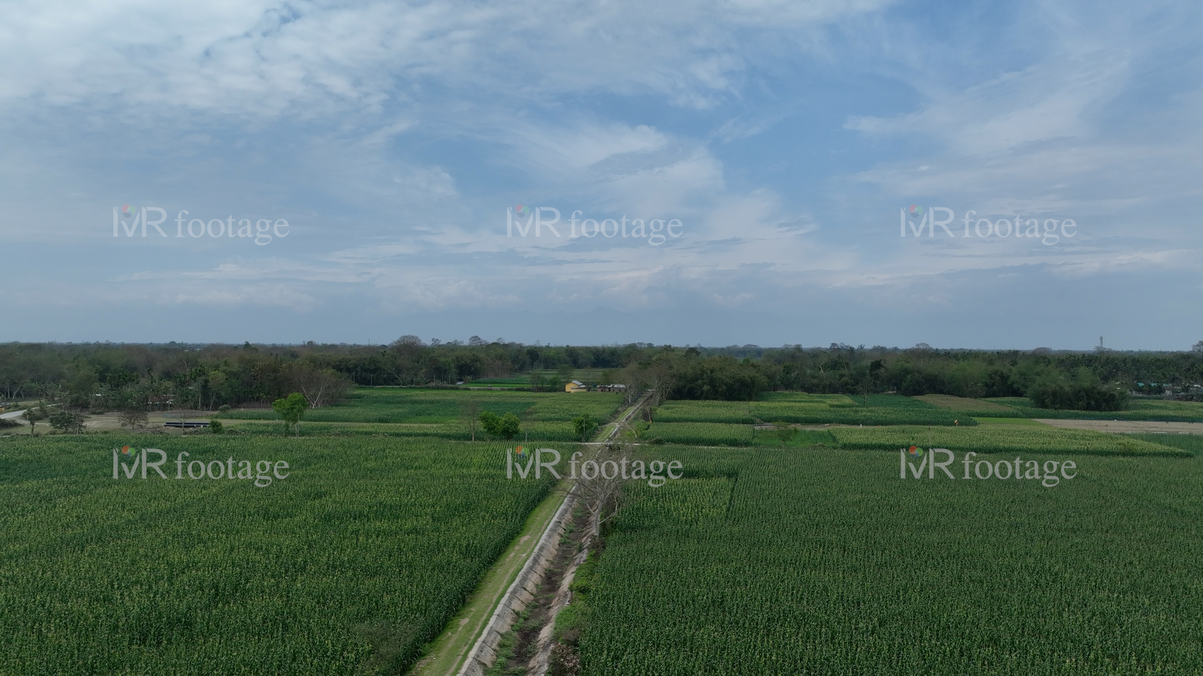 A drone tilt-up shot reveals Assam’s paddy fields in vibrant bloom, showcasing a serene rural landscape where golden crops sway gently, embodying nature’s grace and agricultural harmony HD/4K